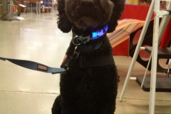 Winston & LED Dog Collar, Fort Belvoir Army Base